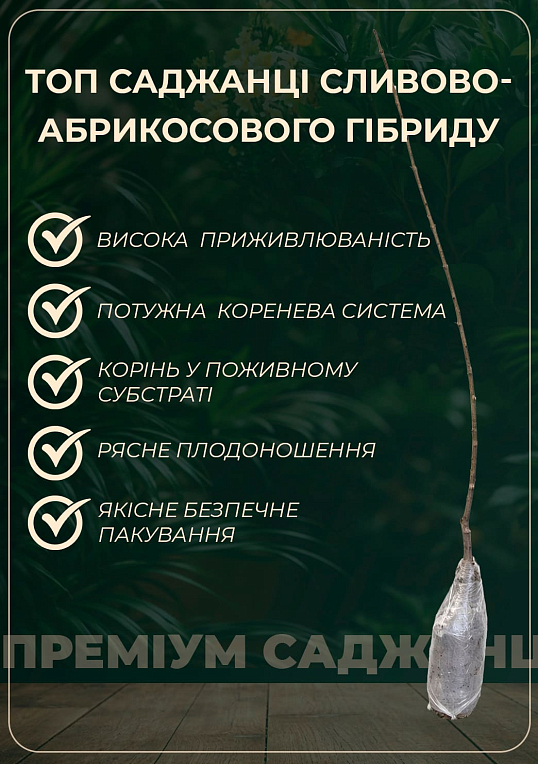 Гібрид слива + абрикос "Плумкот" 1саженец в упаковці. - фото 3