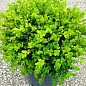 Самшит вічнозелений "Таємнича краса" (Buxus sempervirens) купить