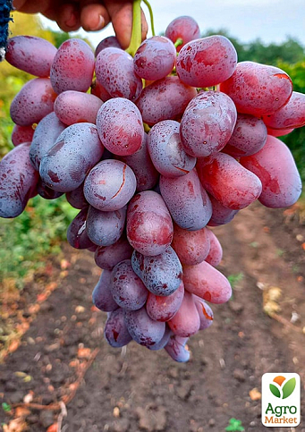 Виноград "Ризамат" (ранне-средний срок созревания, высокоурожайный сорт)