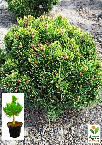 Сосна горная "Хайдеперле" (Pinus mugo uncinata "Heideperle") C2, высота 30-40см
