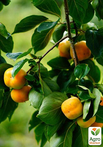 Хурма на виргинском морозостойком подвое "Киллен" высший сорт! - фото 2