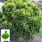 Сосна гірська "Хайдеперле" (Pinus mugo uncinata "Heideperle") C2, висота 30-40см