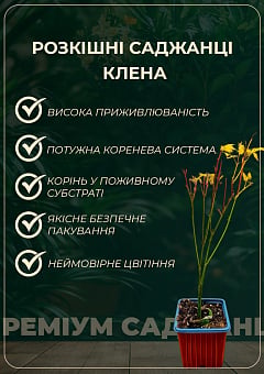 Клен японський пальмолистий "Катсура" (Acer pal. "Katsura") контейнер Р912