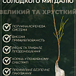 Декоративний Мигдаль "Луїзеанія трилопатева" купить