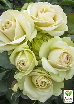 Роза спрей "Lovely Green" в контейнере, высший сорт28