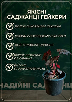 Гейхера (Heuchera) "Berry Smoothie" С1 (высота 15-30см)17
