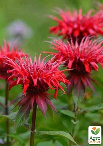 Бергамот (Монарда) "Red Joy"