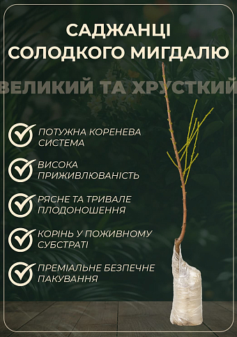 Декоративный Миндаль "Луизеания трехлопастная" - фото 2