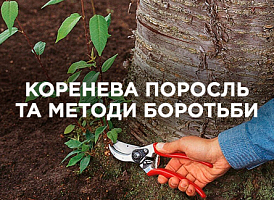 Коренева поросль: причини появи та методи видалення | Agro-market​