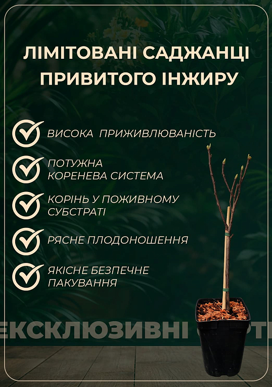 LMTD Инжир 3-х летний привитой полосатый "Panache" (высота 100-120см)