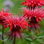 Бергамот (Монарда) "Red Joy"