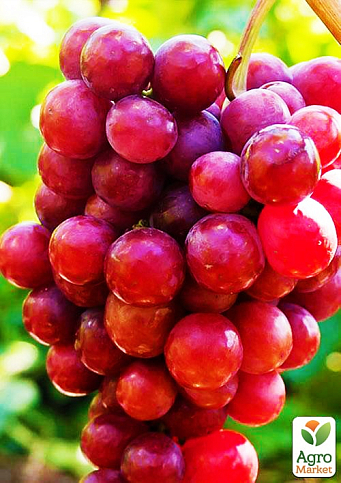 Виноград "Красное пламя" (кишмиш, ранне-средний срок созревания, имеет длительный срок хранения ягод) - фото 3