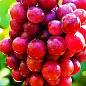 Виноград "Красное пламя" (кишмиш, ранне-средний срок созревания, имеет длительный срок хранения ягод) цена