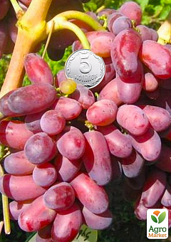 Виноград "Різауш" (ранній термін дозрівання)2