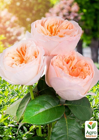 Троянда англійська "Juliet" (саджанець класу АА+) вищий сорт