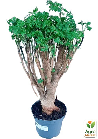 Бонсай "Polyscias"  - фото 2