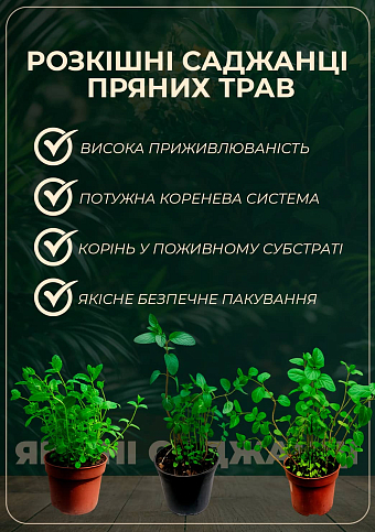 М'ята Мадерійська "Mentha Madeira" (контейнер Р9) - фото 2