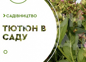 Вирощування тютюну - корисні статті про садівництво від Agro-Market