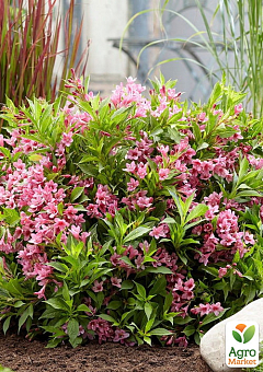 Вейгела квітуча 2-х річна "Пікобелла Роса" (Weigela Picobella Rosa) С2, висота 20-40см24