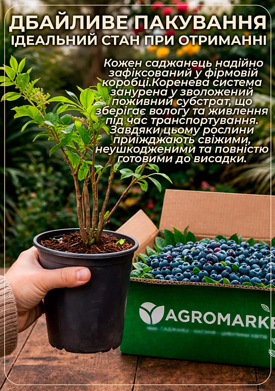LMTD Голубика "Berkley" (сортовая, укорененная) высота 50-70см