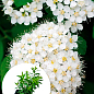 Спирея японская 2-х летняя "Albiflora"вазон С2, высота 20-40см
