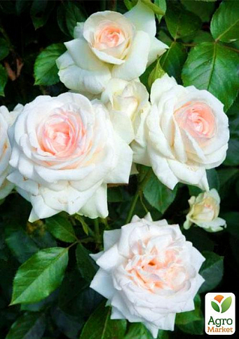 Троянда плетиста "Schneewalzer" (саджанець класу АА +) вищий сорт - фото 2