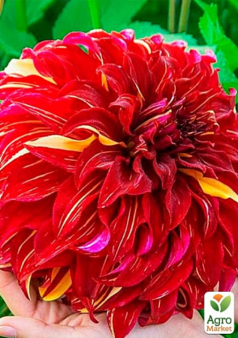 Георгина "Bohemian Spartacus" - фото 2