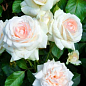 Троянда плетиста "Schneewalzer" (саджанець класу АА +) вищий сорт купить