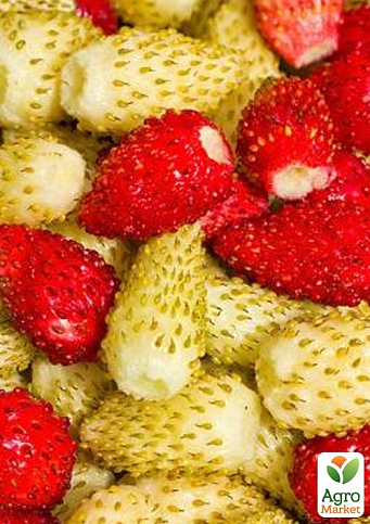 Земляника крупноплодная микс сортов "Red and Yellow" ремонтантная в подвесном вазоне - фото 2