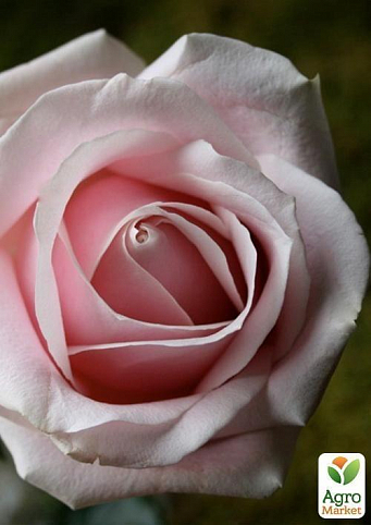 Роза чайно-гібридна "Світ Аваланж"