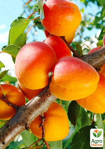Абрикос "Харогем" (літній сорт, пізній термін дозрівання)