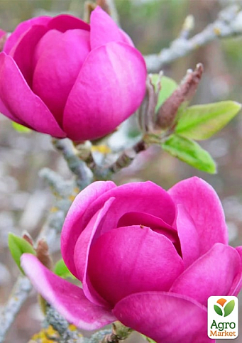 Магнолия привитая 4-х летняя гибридная "Black Tulip" (высота 60-80см) - фото 5