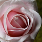 Роза чайно-гібридна "Світ Аваланж"