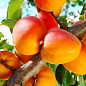 Абрикос "Харогем" (літній сорт, пізній термін дозрівання)