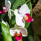 Орхидея (Phalaenopsis) "Red Lip" высота 60-70см