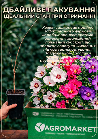 Калістегія махрова кучерява (Calystegia hederacea Flore Pleno) - фото 4