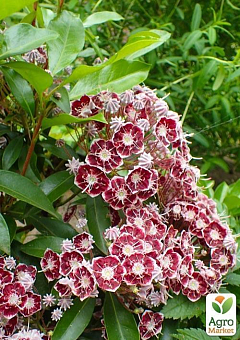 Кальмия latifolia "Bandeau"1