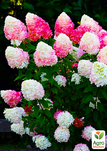 Гортензія волотиста "Raspberry Pink" (Hydrangea paniculata "Raspberry Pink")