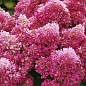 Гортензия метельчатая 4-х летняя "Petite Flori", С4 купить