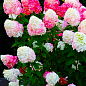 Гортензія волотиста "Raspberry Pink" (Hydrangea paniculata "Raspberry Pink")
