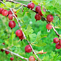 Аґрус "Хінномакі Род" (Ribes uva-crispa "Hinnonmäki Röd") Нідерланди, вазон П9 цена