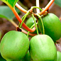 Актинидия "Киевская крупноплодная" (мини-киви, морозостойкий сорт, поздний срок созревания) 