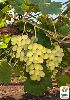 Привитый виноград "Алиготе №12" (винный сорт, подвой СО-4)1