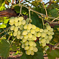 Привитый виноград "Алиготе №12" (винный сорт, подвой СО-4)