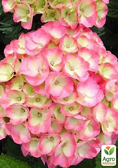 Гортензия цветущая крупнолистная "Рембранд Дольче чик" (Hydrangea macrophylla Rembrandt Dolce Chic) вазон С1,57