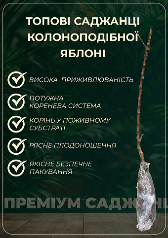 Яблуня колоновидна "Вожак" (осінній сорт, пізній термін дозрівання) - фото 5