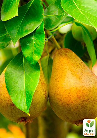 Груша "Дюшес" (зимний сорт, поздний срок созревания) - фото 4
