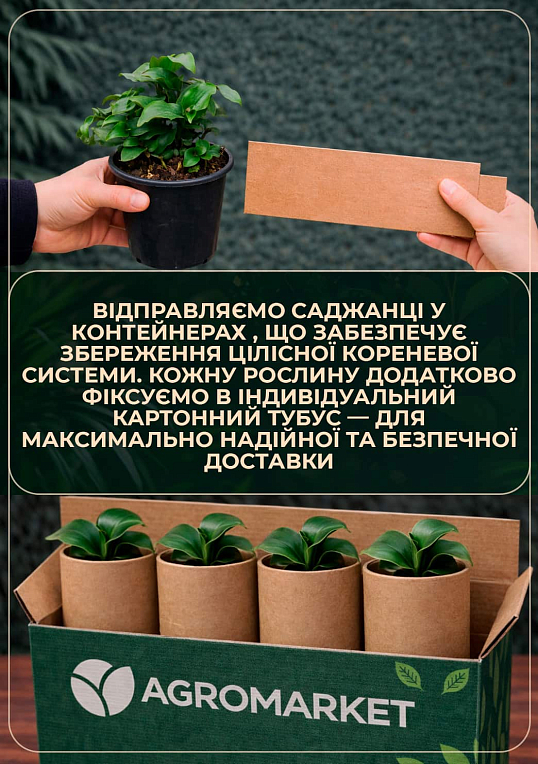 Традесканция "Блашинг Брайд"  ("Застенчивая невеста") - фото 3