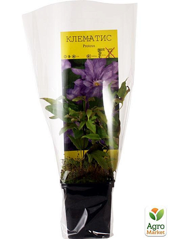 Клематис "Proteus" - фото 5