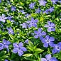 Барвинок большой "Vinca Major" (эффектный почвопокровный многолетник)